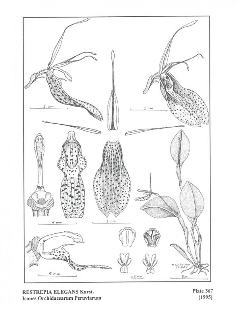 no HD illustration available (3)