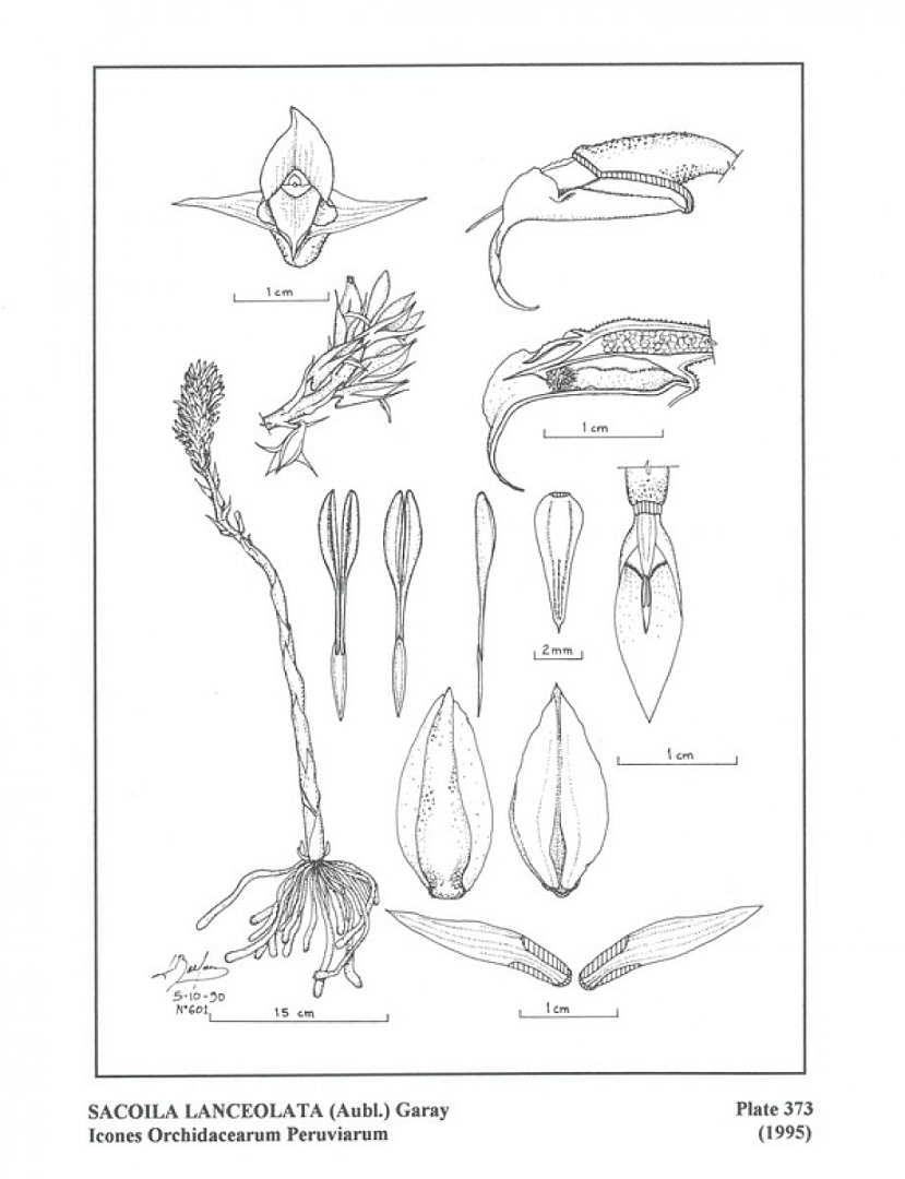 no HD illustration available (3)