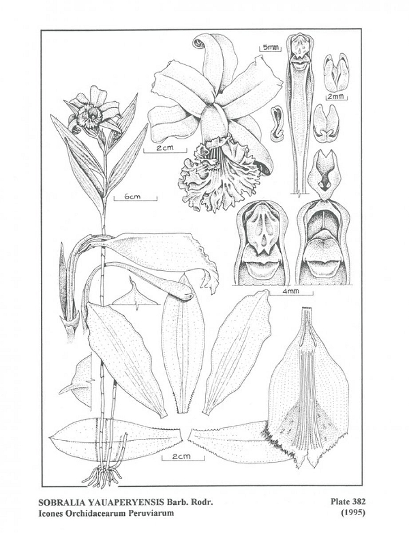 no HD illustration available (3)