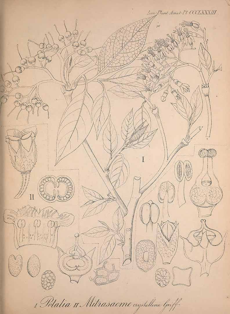 no HD illustration available (m1)