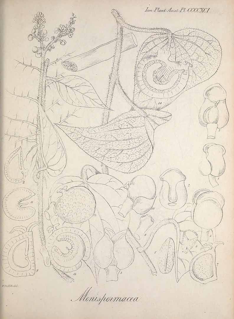 no HD illustration available (m1)