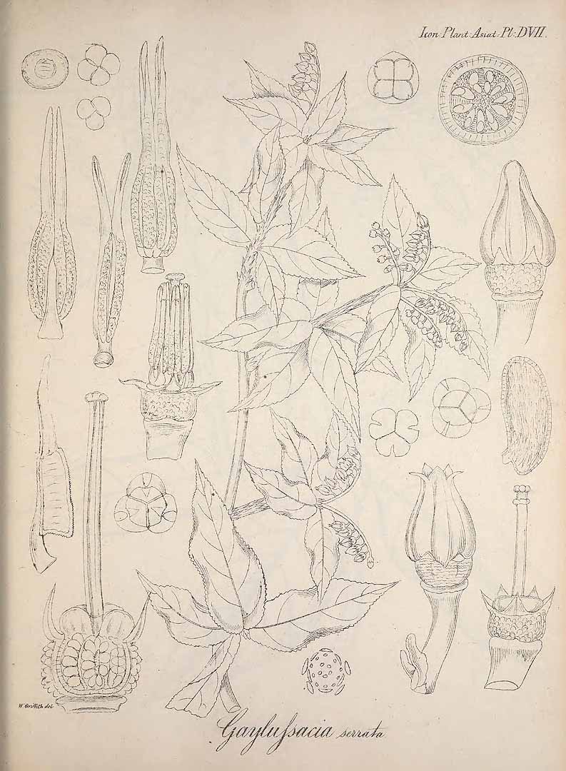 no HD illustration available (3)