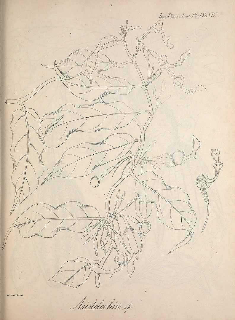 no HD illustration available (m1)
