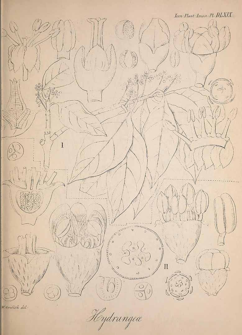 no HD illustration available (m1)