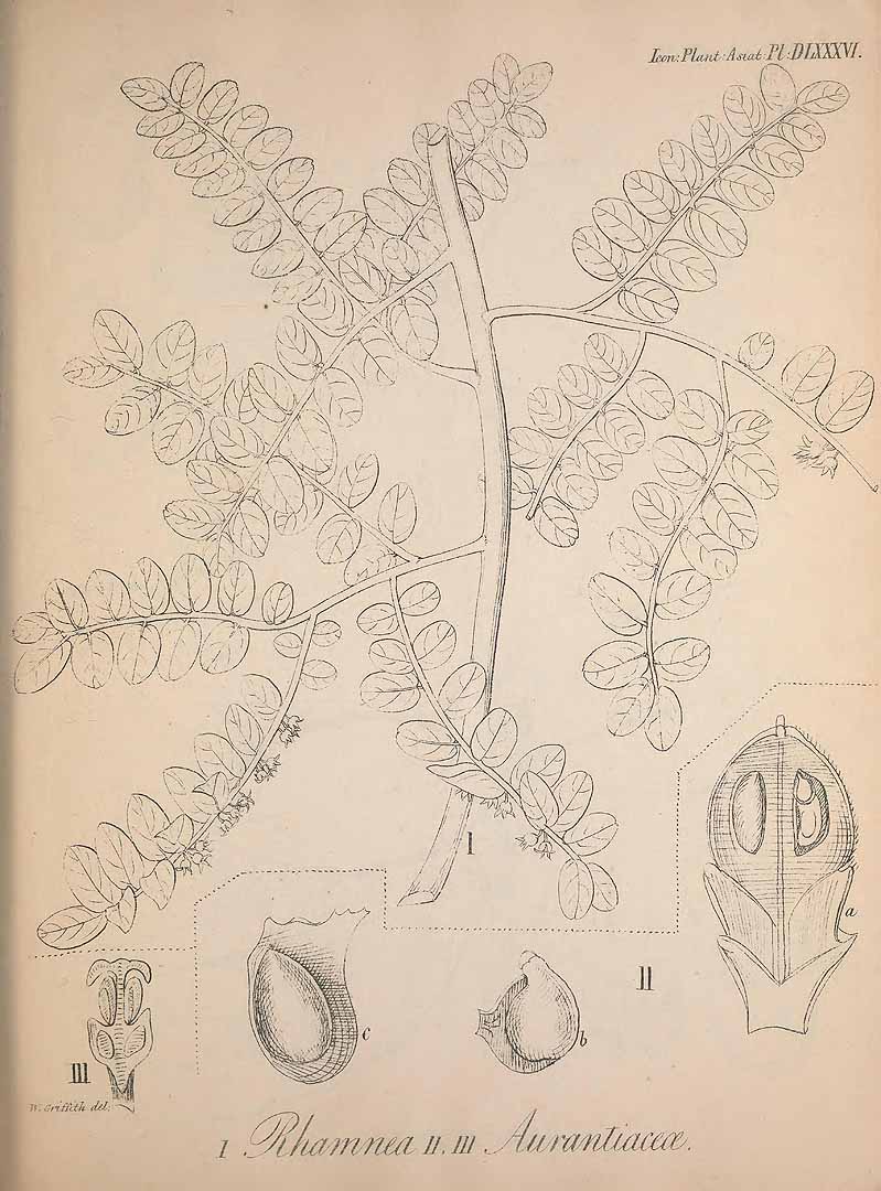 no HD illustration available (m1)