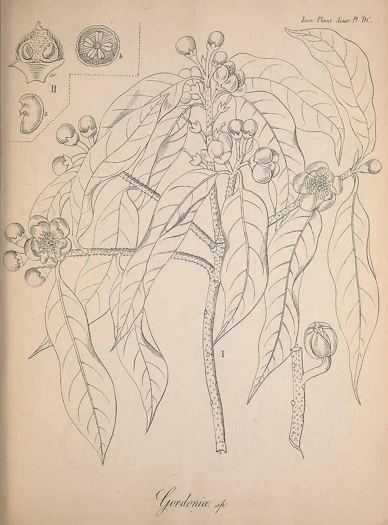 no HD illustration available (m1)