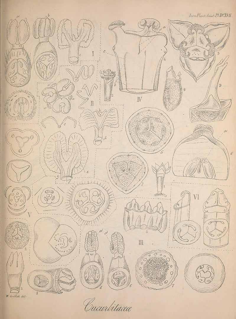 no HD illustration available (m1)