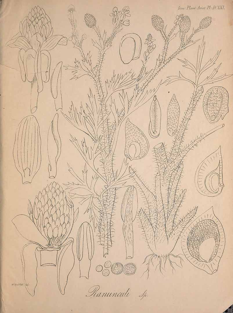 no HD illustration available (m1)