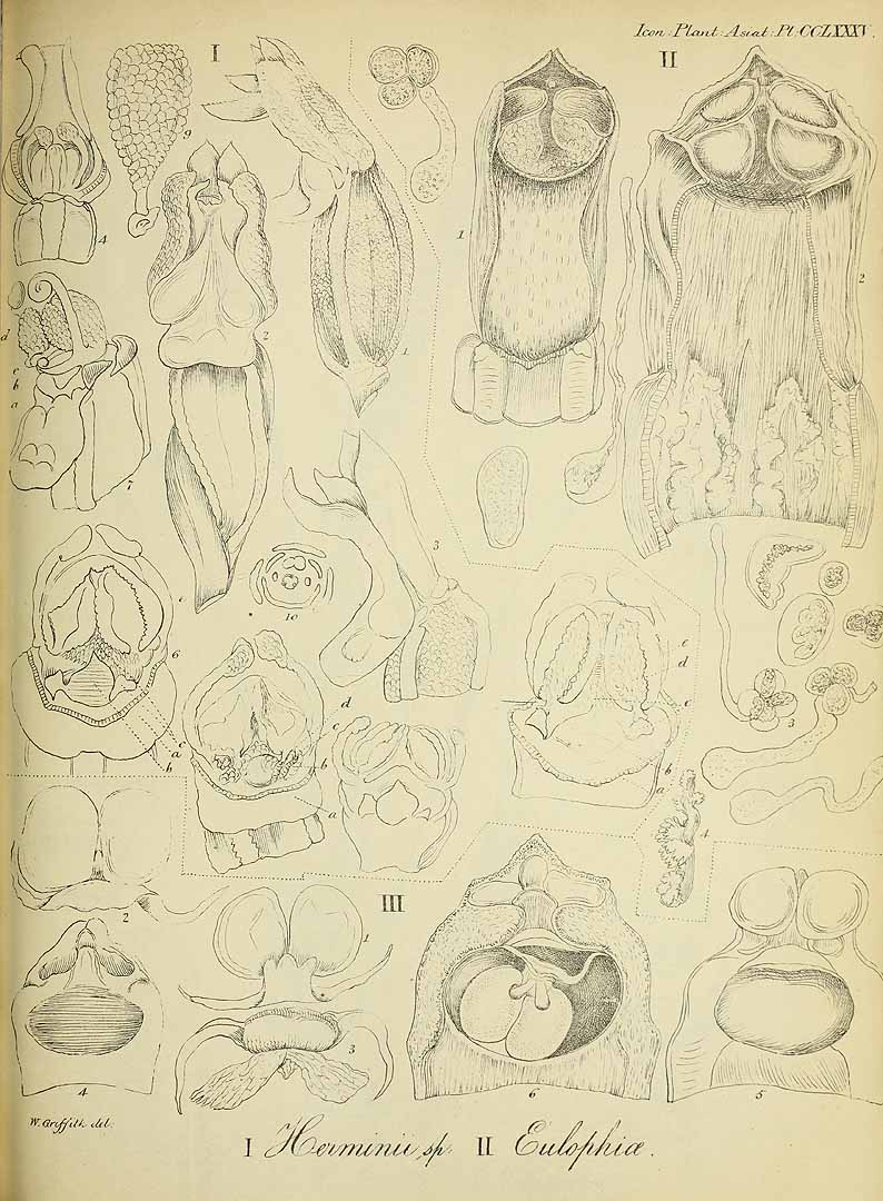 no HD illustration available (m1)