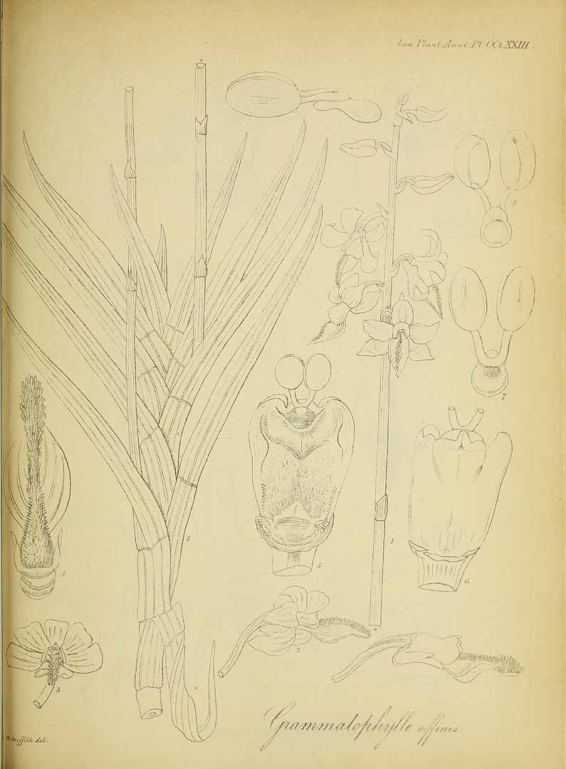 no HD illustration available (m1)