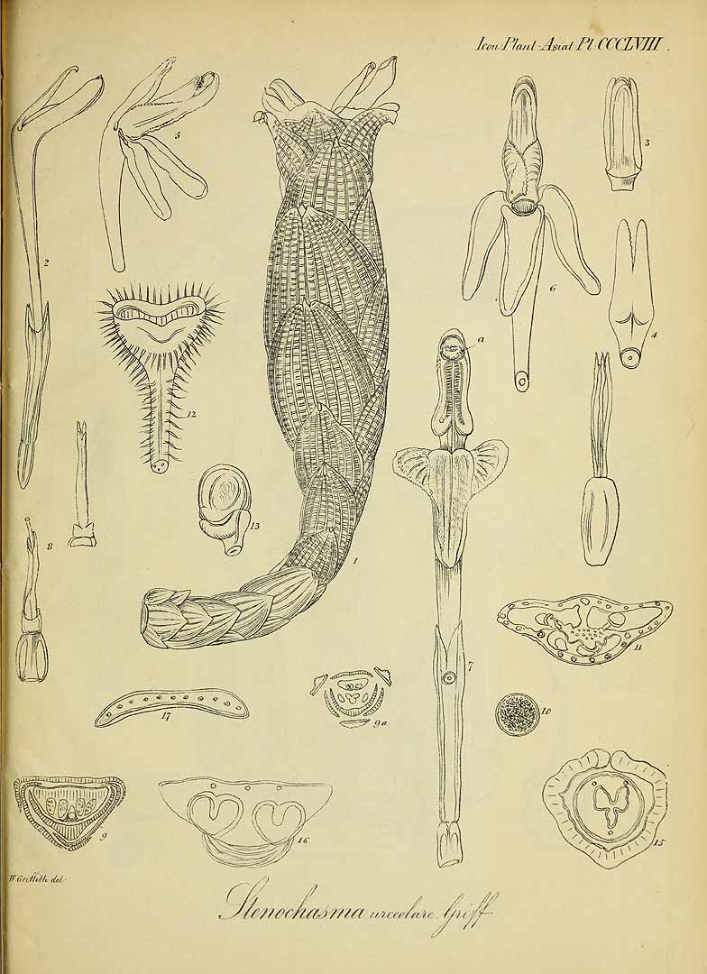no HD illustration available (m1)