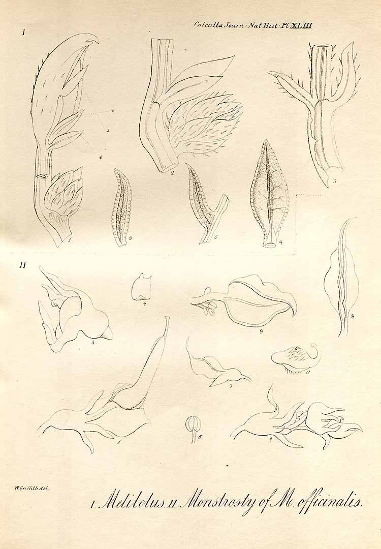 no HD illustration available (m1)
