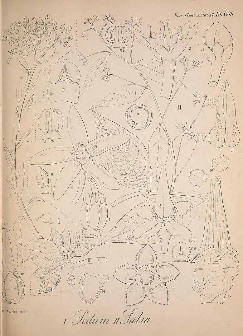 no HD illustration available (m1)