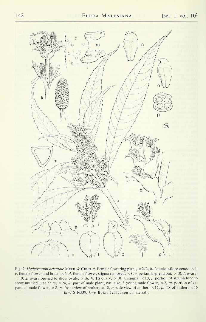 no HD illustration available (m1)