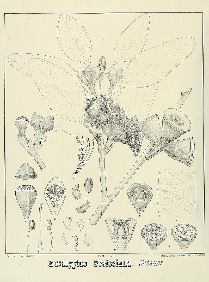 no HD illustration available (3)