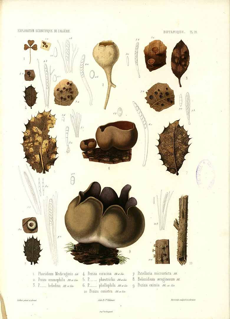 no HD illustration available (m1)