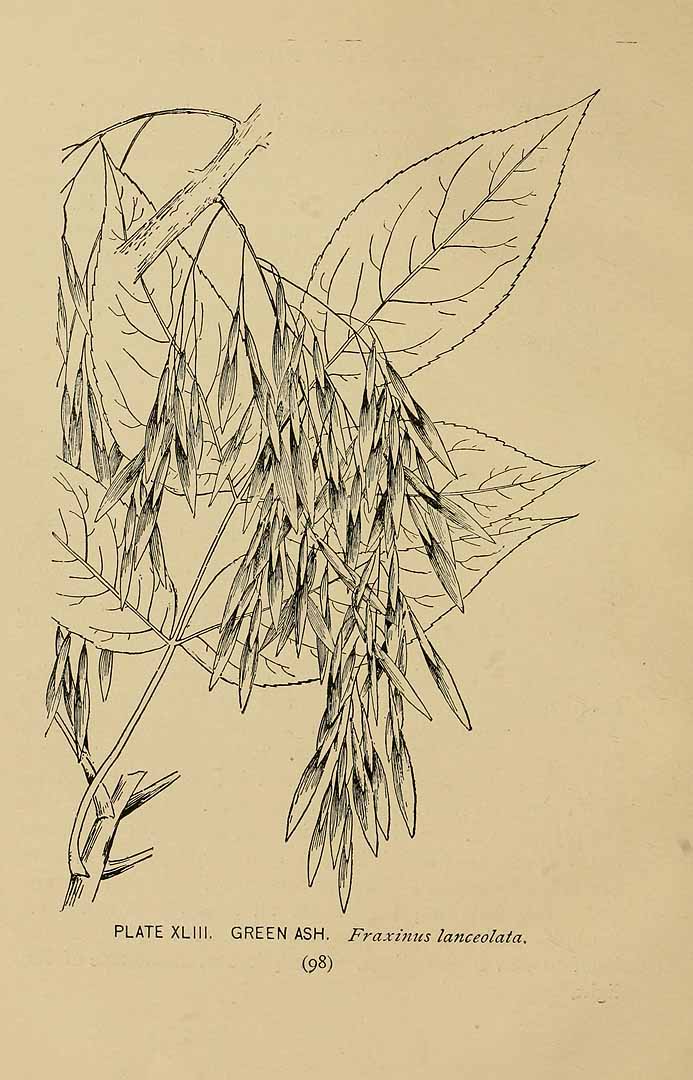no HD illustration available (3)