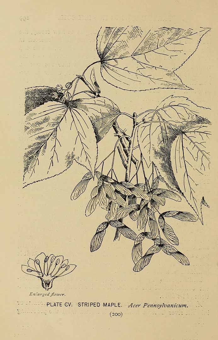 no HD illustration available (m1)