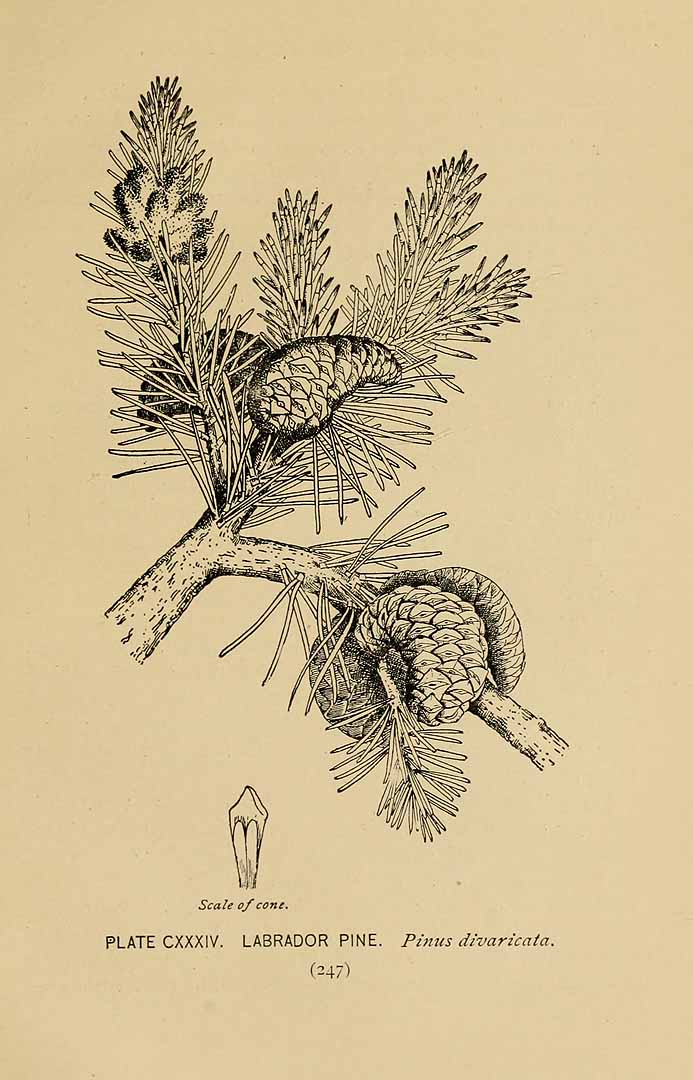 no HD illustration available (3)