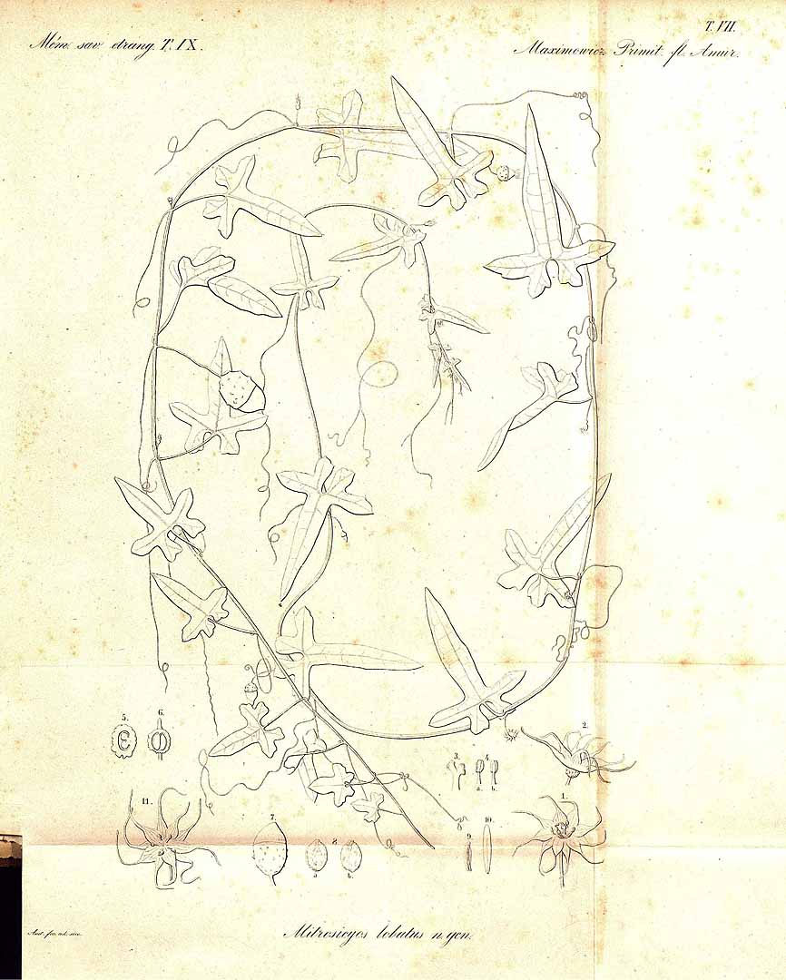 no HD illustration available (3)