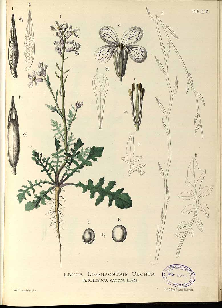 no HD illustration available (3)