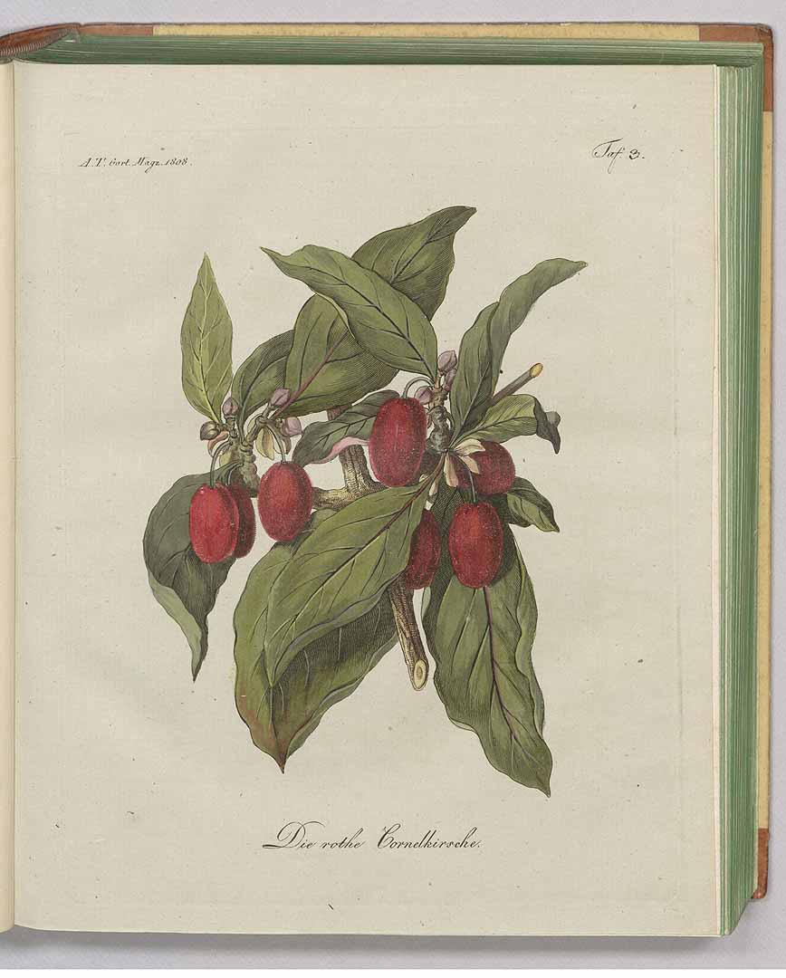 no HD illustration available (3)