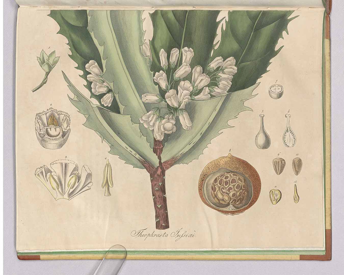 no HD illustration available (3)