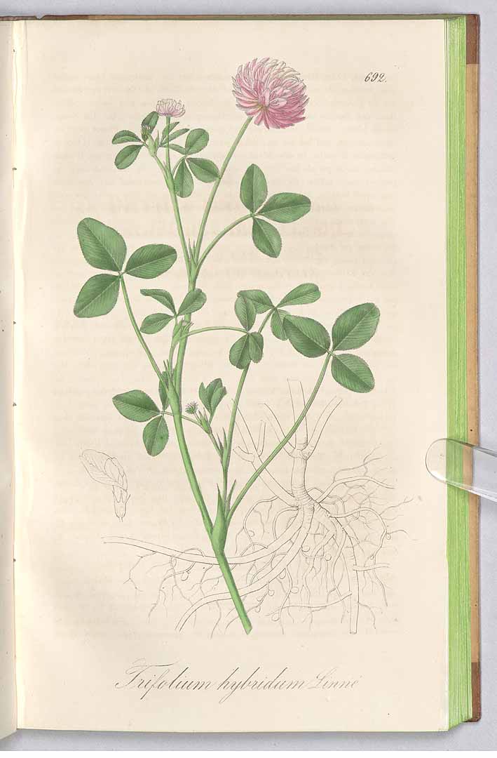 no HD illustration available (3)