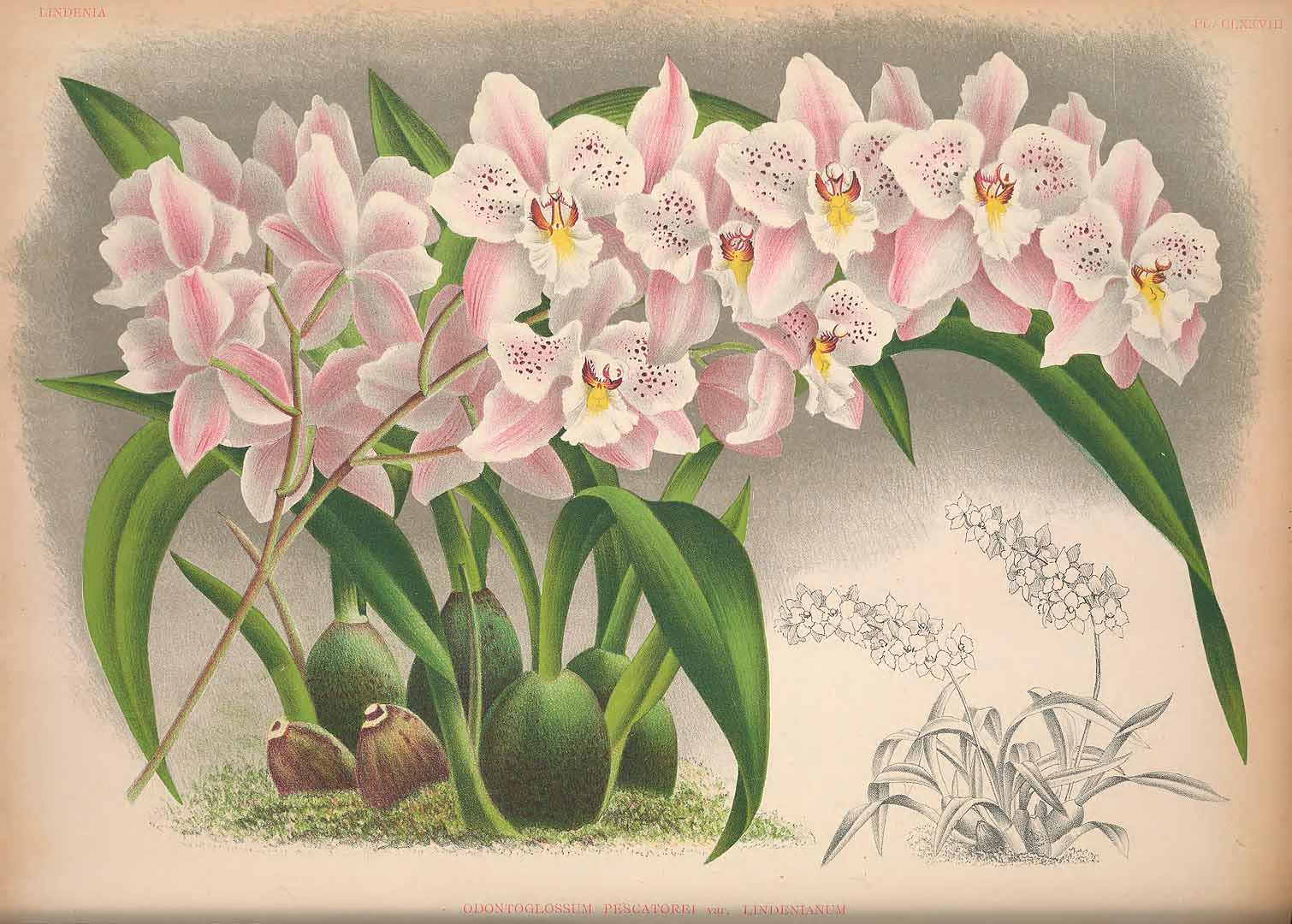 no HD illustration available (3)