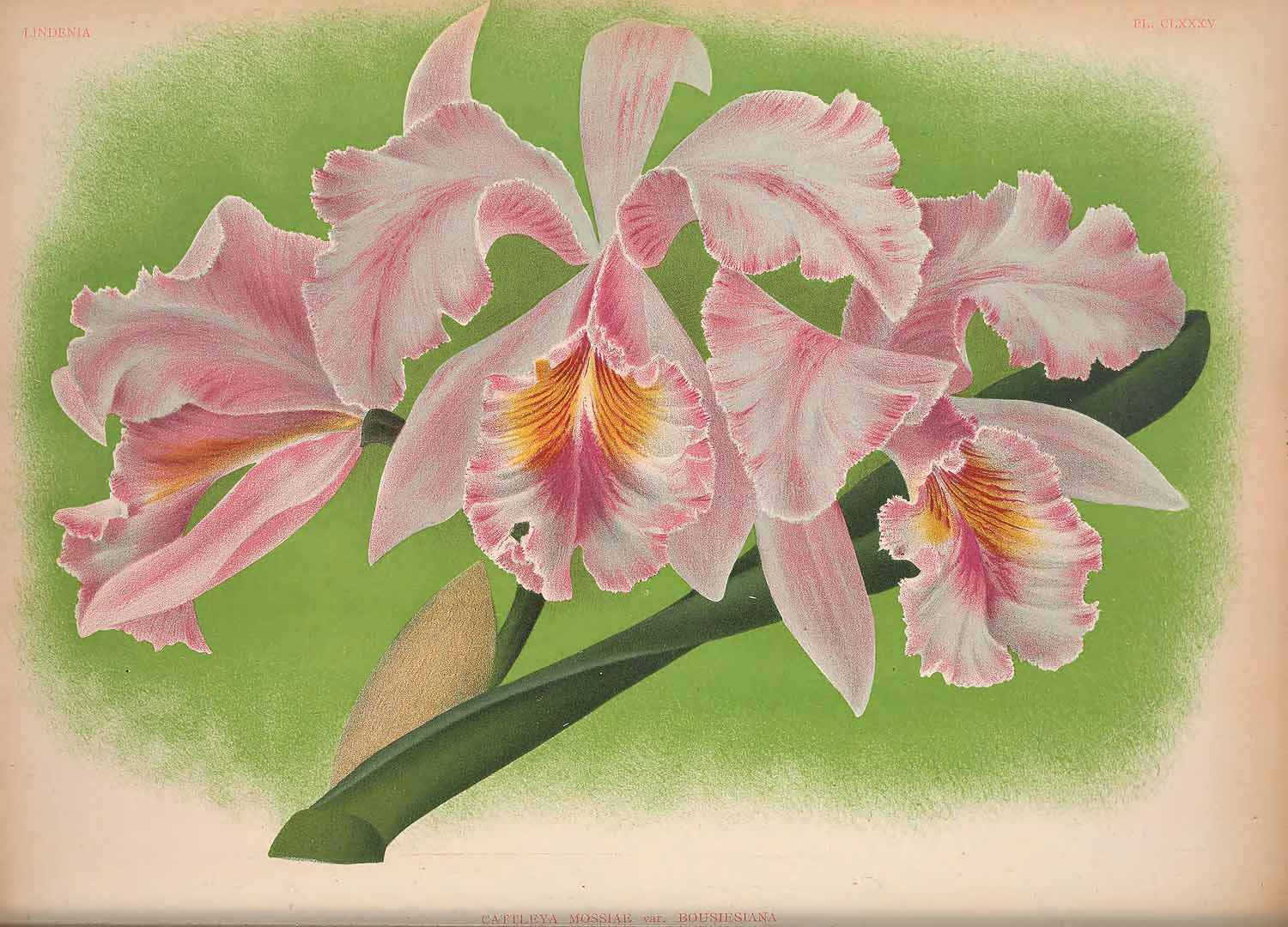 no HD illustration available (3)