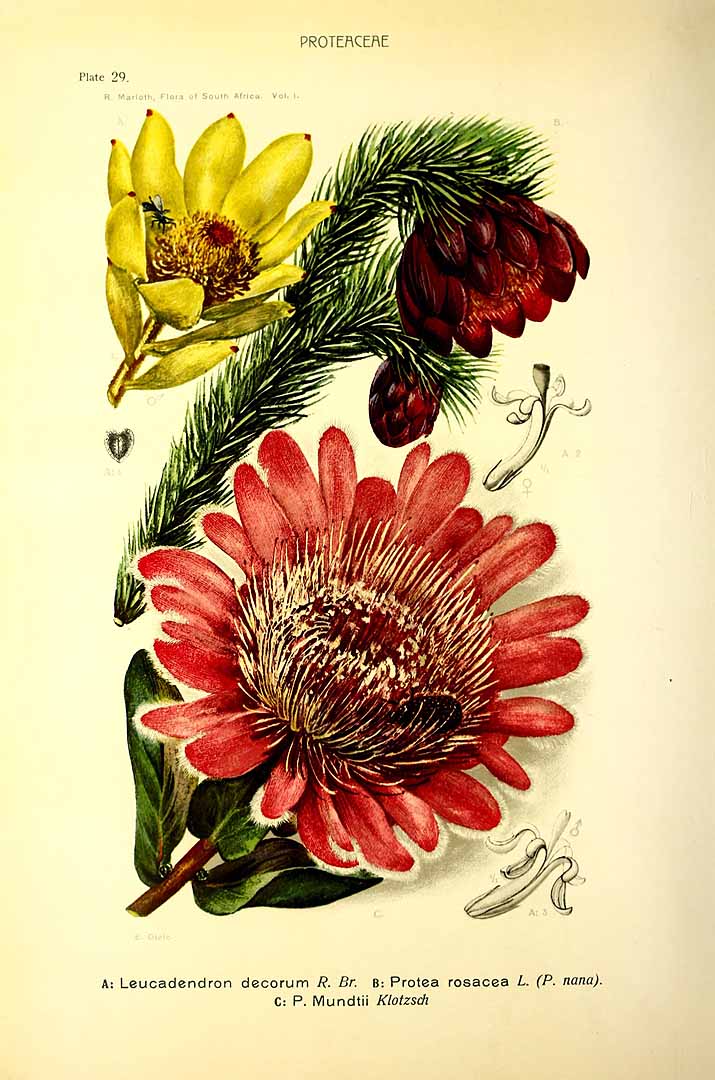 no HD illustration available (3)