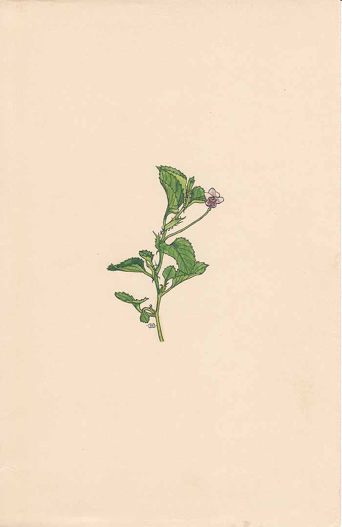 no HD illustration available (3)