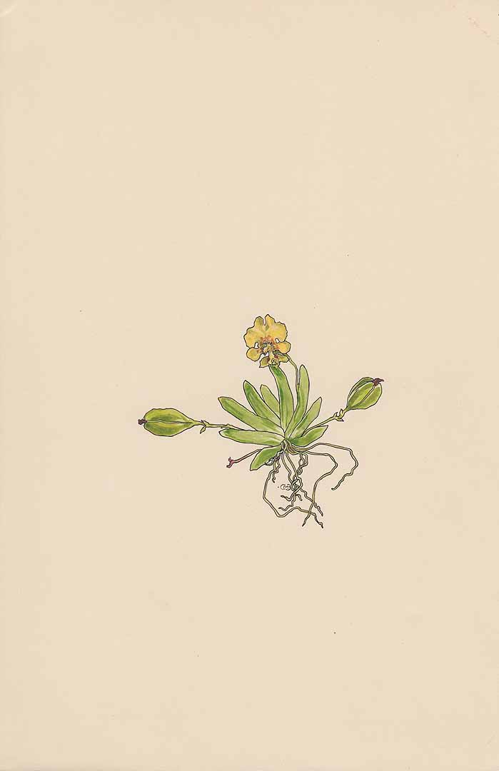 no HD illustration available (3)