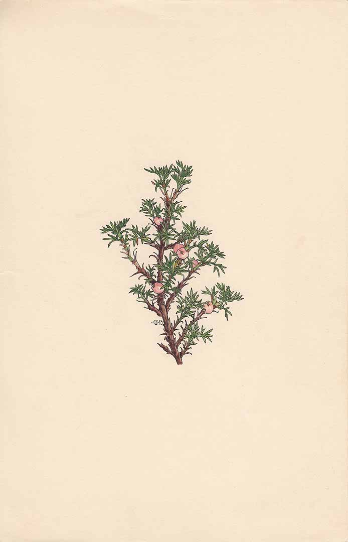 no HD illustration available (3)