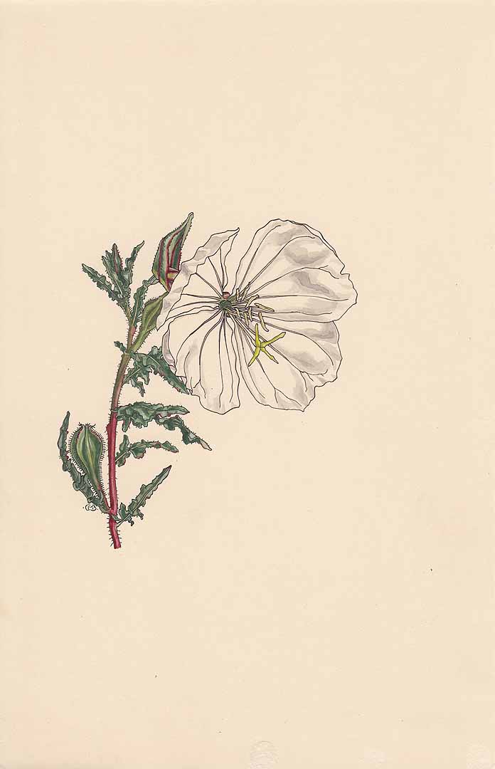 no HD illustration available (3)