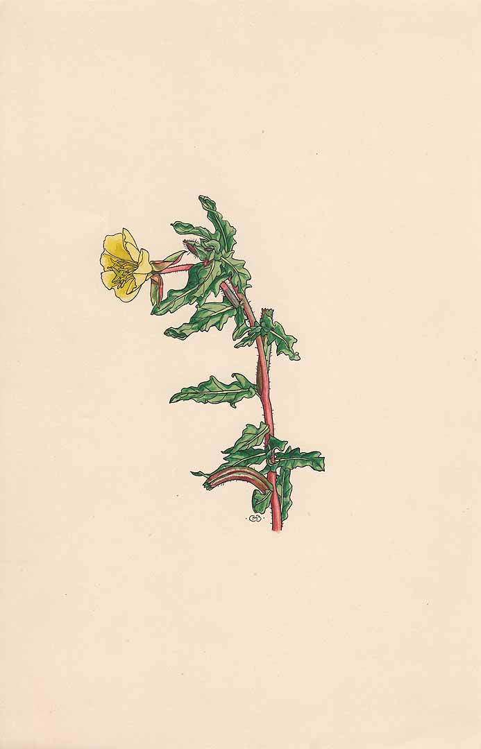 no HD illustration available (3)