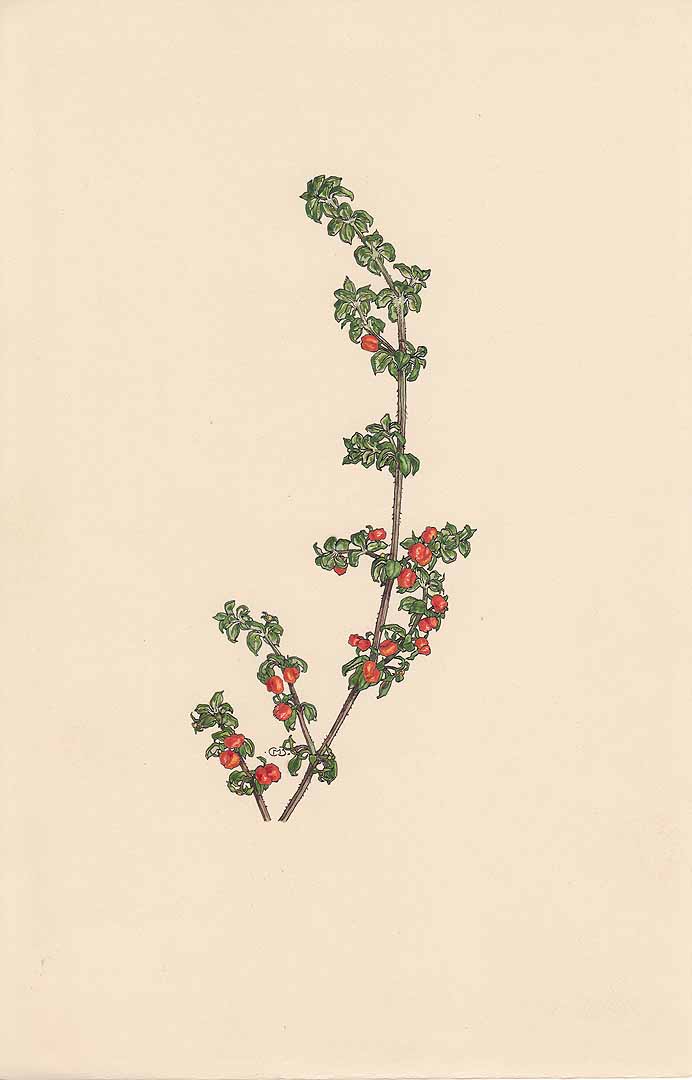 no HD illustration available (3)