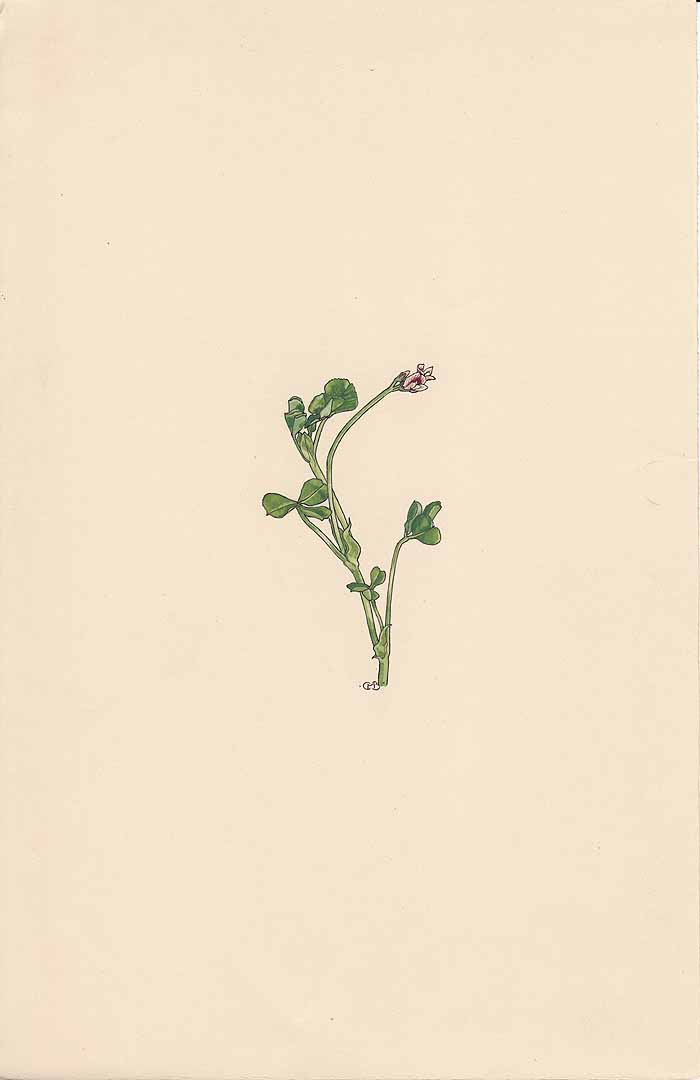no HD illustration available (m1)