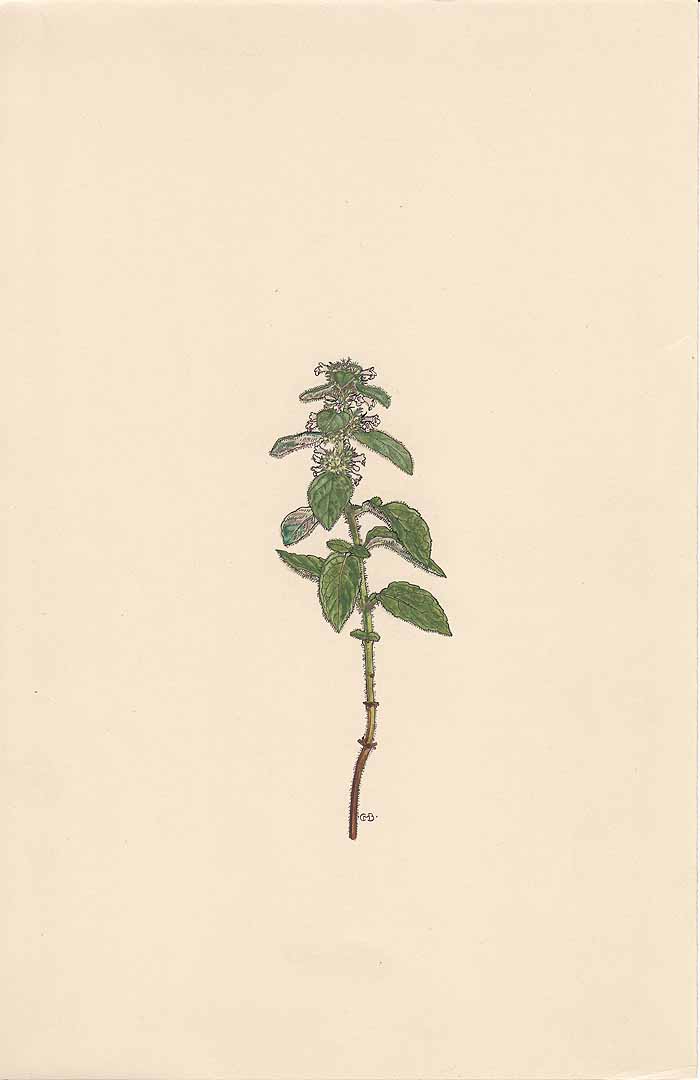 no HD illustration available (m1)