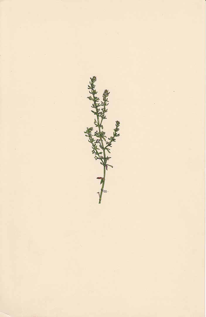 no HD illustration available (m1)