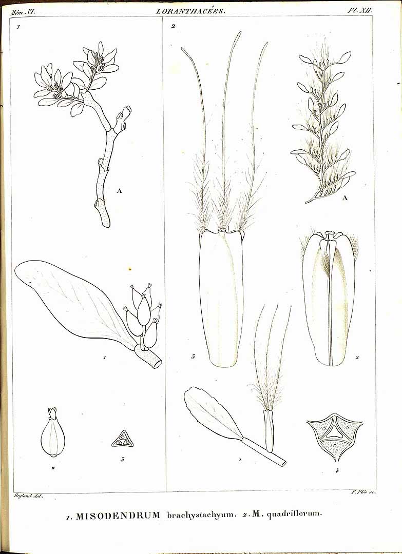 no HD illustration available (3)