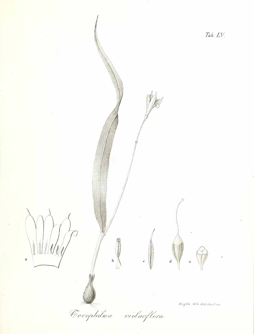 no HD illustration available (3)