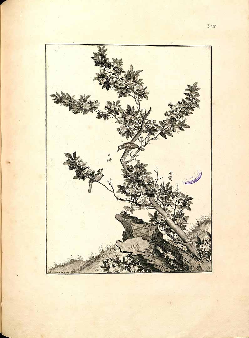 no HD illustration available (m1)