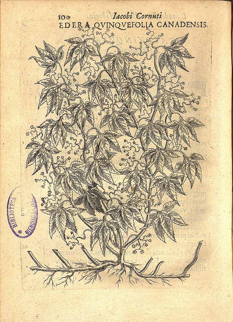 no HD illustration available (m1)