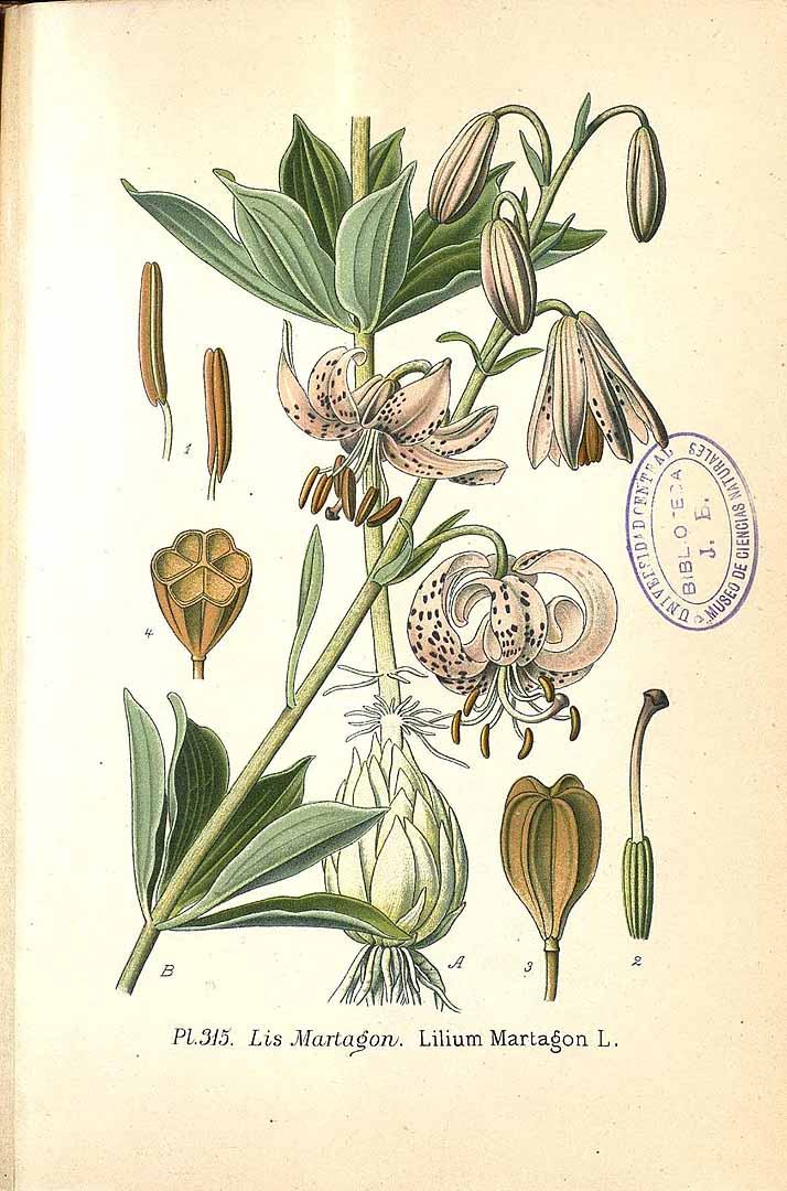 no HD illustration available (3)