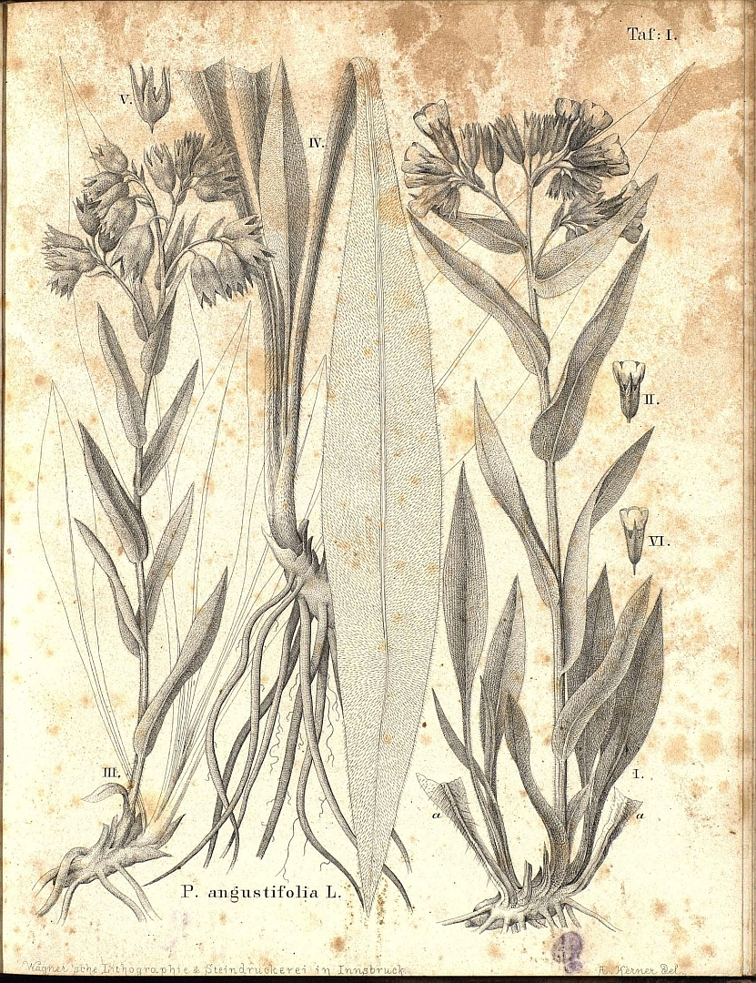 no HD illustration available (3)