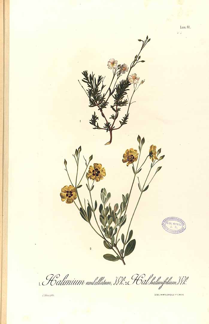 no HD illustration available (3)