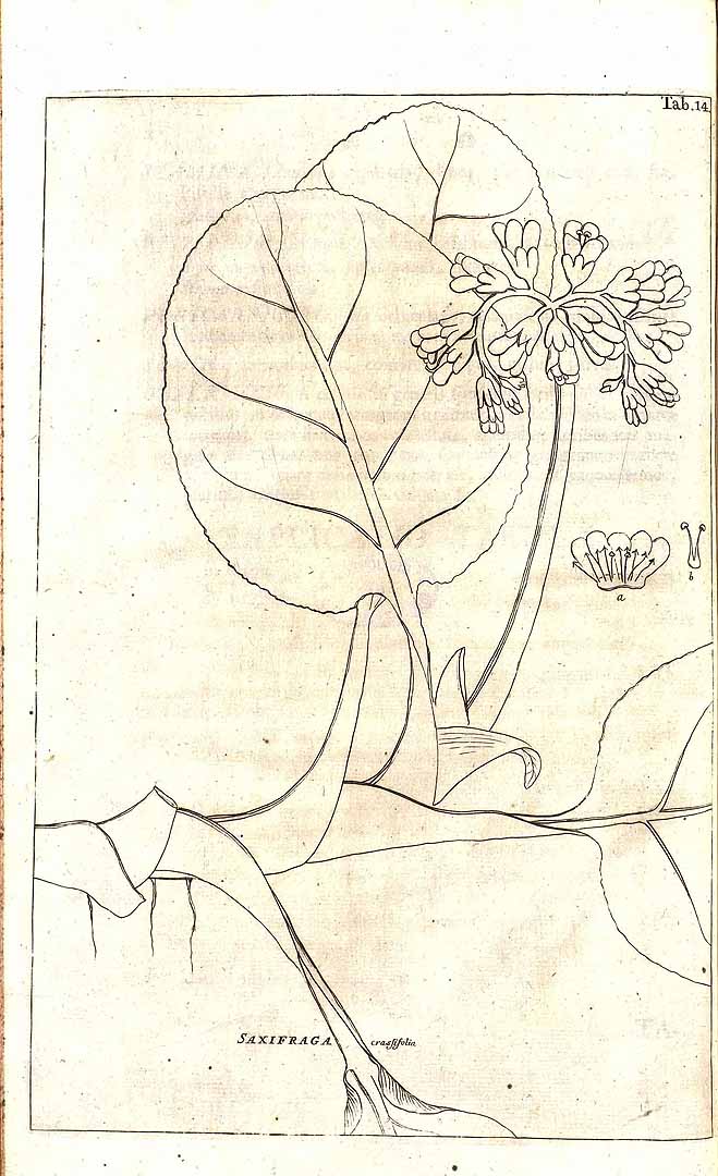 no HD illustration available (3)