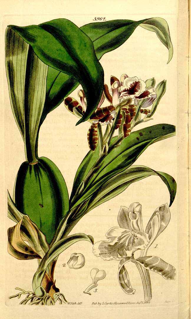 no HD illustration available (3)