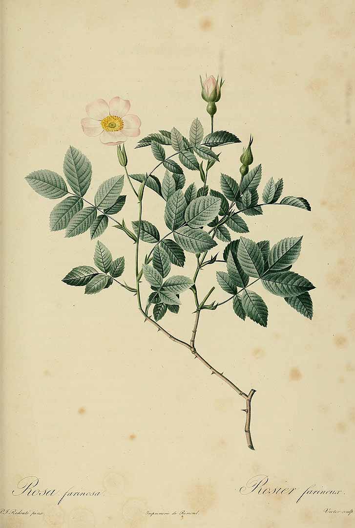 no HD illustration available (3)